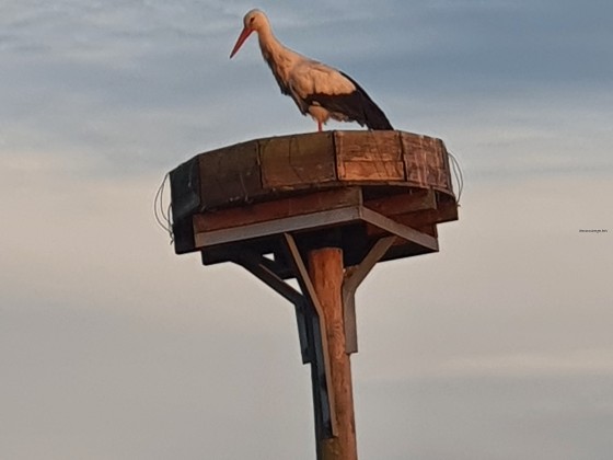 Storch in Erksdorf 2020
